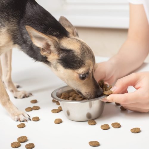 Caring for a pet dog. Female hands feed the puppy
